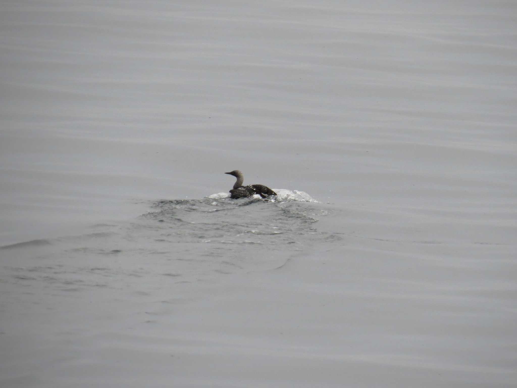 Pacific Loon