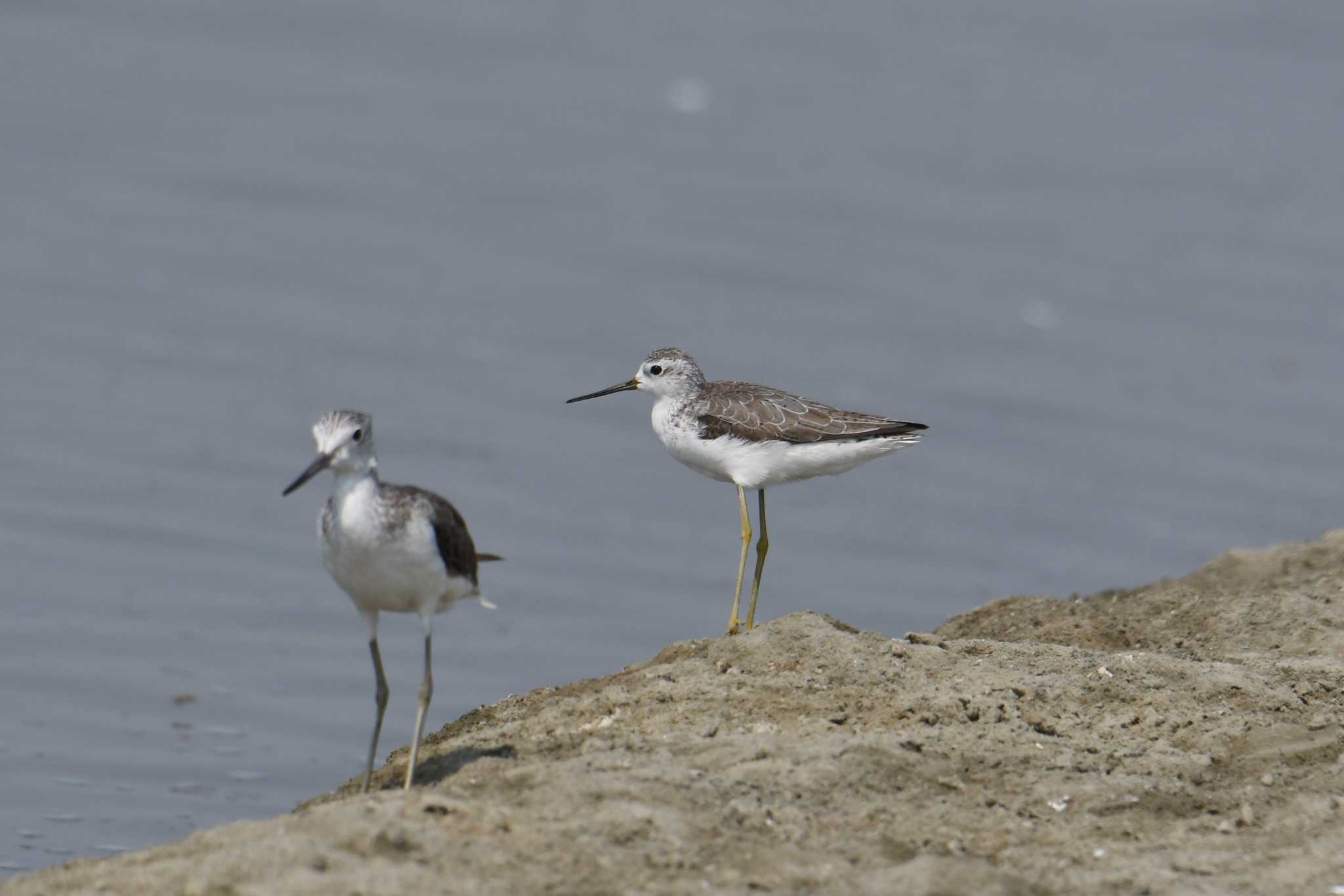 Marsh Sandpiper