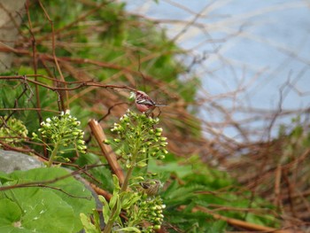 Siberian Long-tailed Rosefinch 天売島;北海道 Mon, 5/2/2016