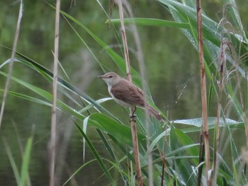Oriental Reed Warbler 境川遊水地公園 Sun, 6/14/2020