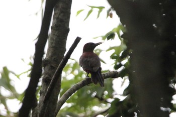 Okinawa Woodpecker Kunigamison Sun, 6/21/2020