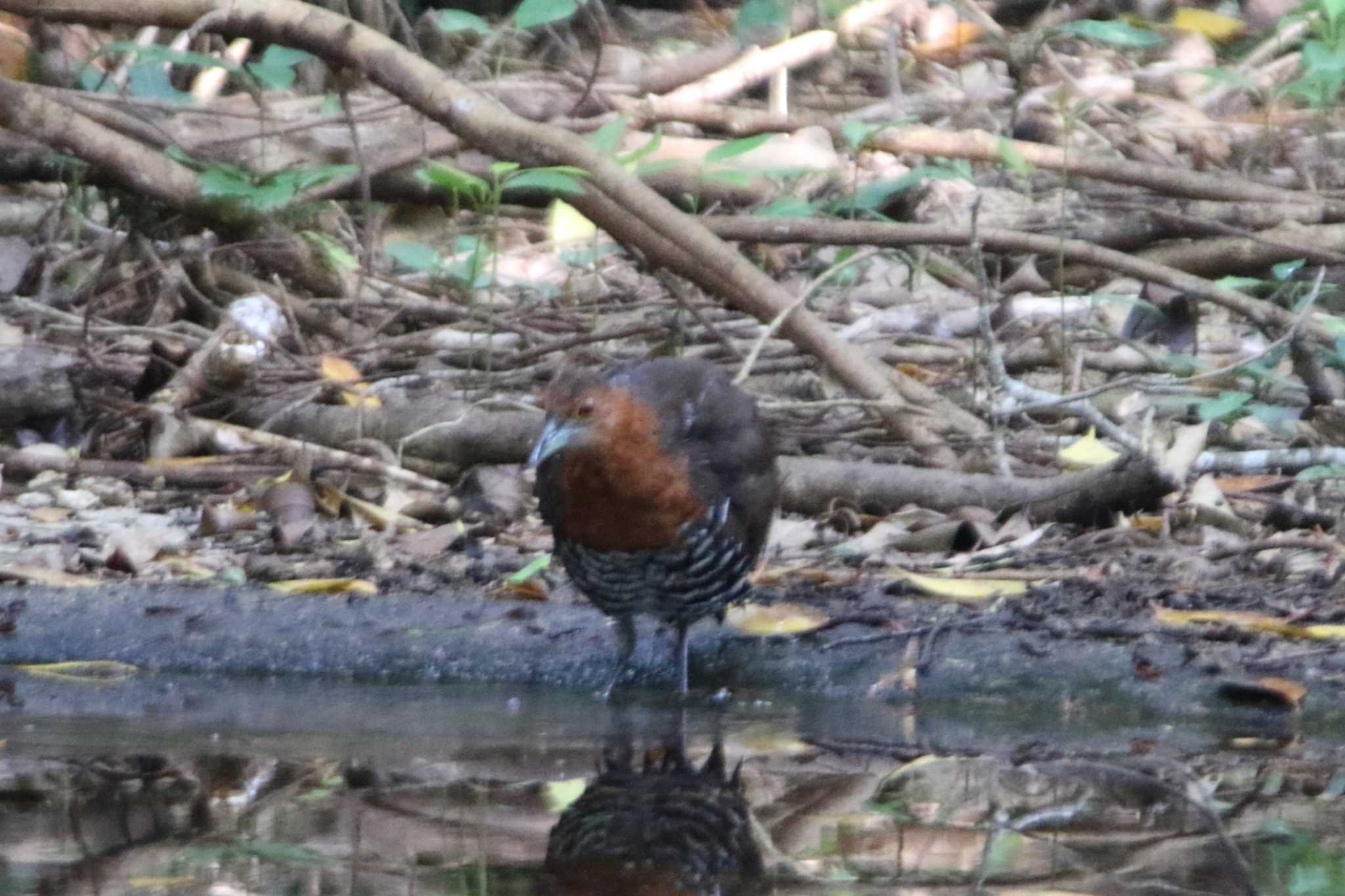 Photo of Slaty-legged Crake at 大野山林 by マイク