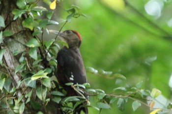 Okinawa Woodpecker Kunigamison Sun, 6/21/2020