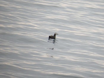 Spectacled Guillemot 天売羽幌間フェリー航路 Mon, 5/2/2016