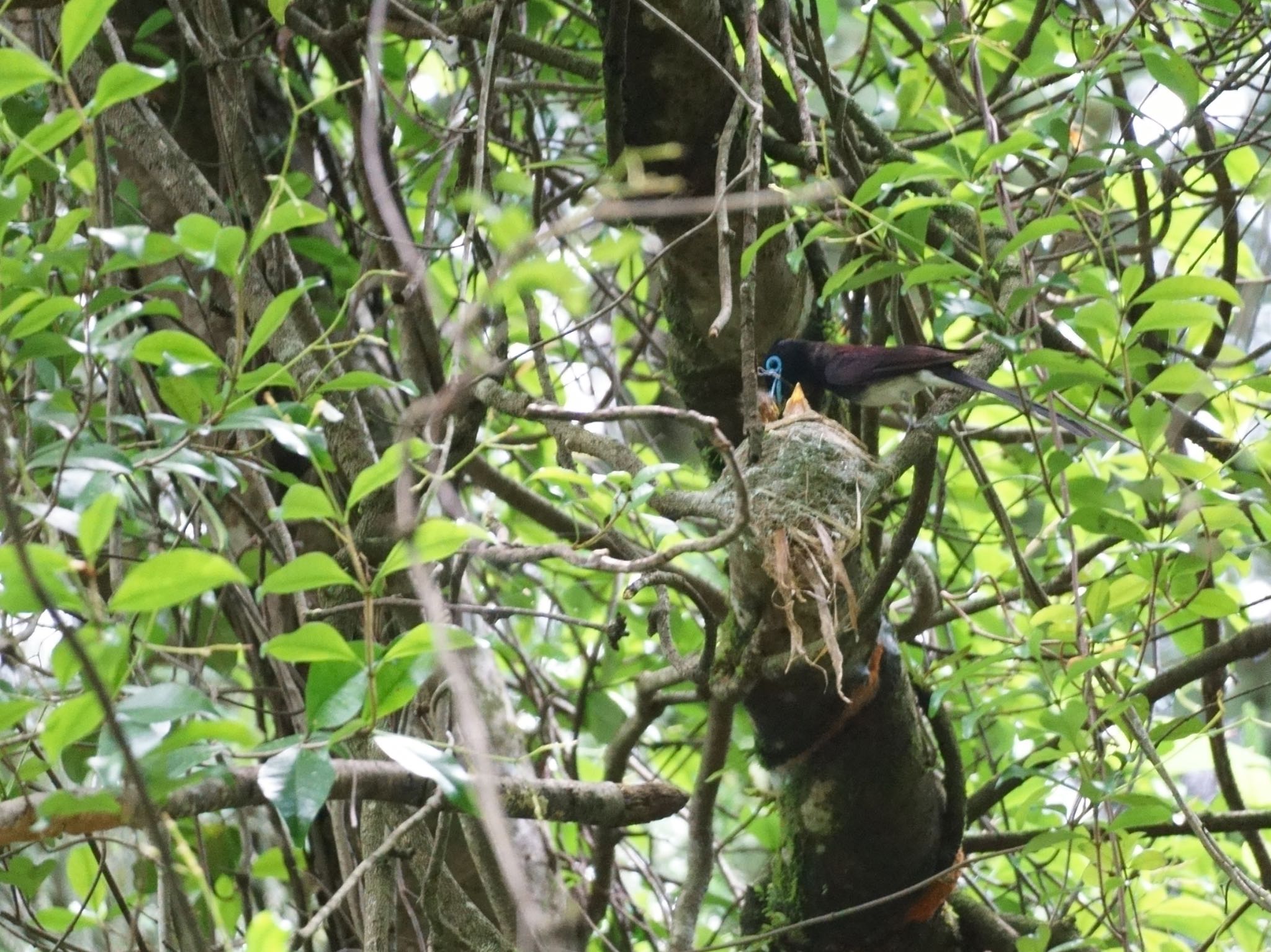 サンコウチョウ