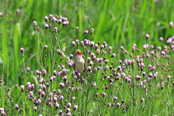 Oriental Reed Warbler Watarase Yusuichi (Wetland) Sat, 5/18/2019