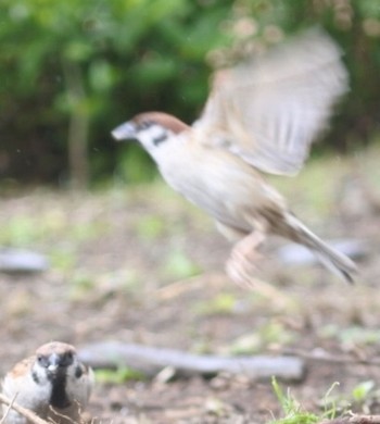 Eurasian Tree Sparrow 鎌倉 Wed, 6/24/2020