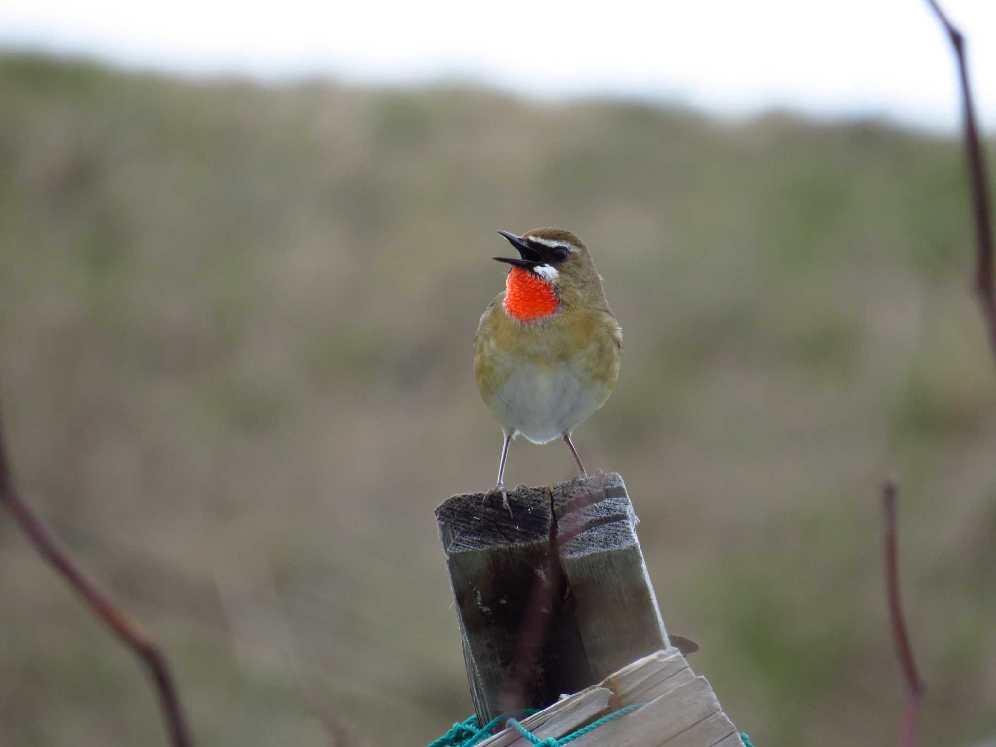 Photo of Siberian Rubythroat at 天売島;北海道 by Yo