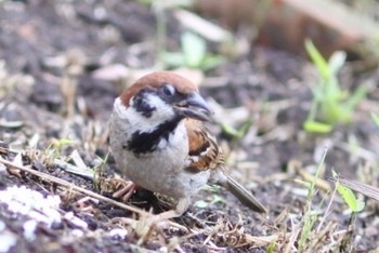 Eurasian Tree Sparrow 鎌倉 Thu, 6/25/2020