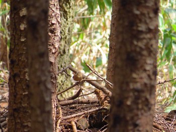 Eurasian Wren 天売島;北海道 Mon, 5/2/2016