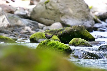 2020年6月30日(火) 三階滝の野鳥観察記録