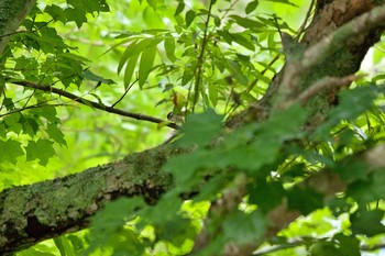 Sakhalin Leaf Warbler 三階滝 Tue, 6/30/2020