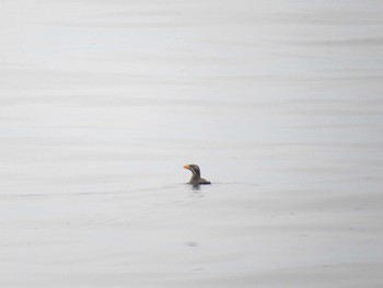 Rhinoceros Auklet 天売羽幌間フェリー航路 Mon, 5/2/2016