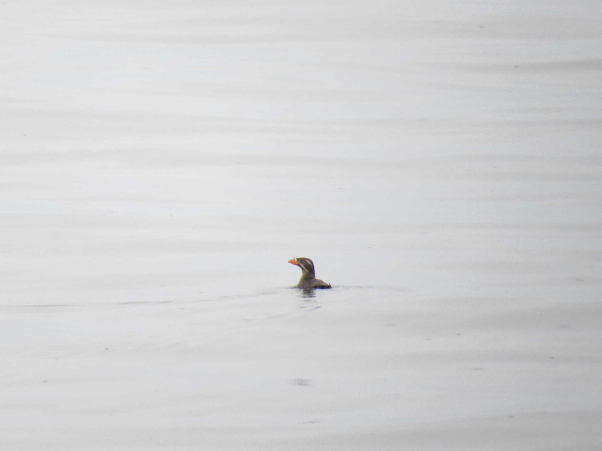 Rhinoceros Auklet