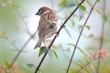 Eurasian Tree Sparrow 宝塚 Tue, 6/30/2020