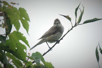 Oriental Reed Warbler 愛媛県新居浜市 Sat, 6/27/2020