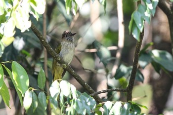 Mountain Bulbul Angkhang Nature Resort Wed, 3/22/2017