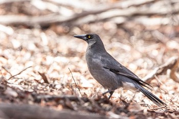 Grey Currawong Lions Dryandra Woodland Village Tue, 4/30/2019