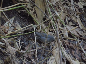 Grey Bunting 暑寒別岳 Tue, 5/3/2016