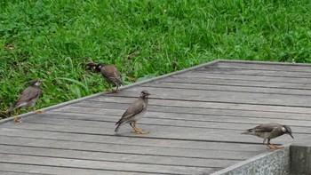 White-cheeked Starling Unknown Spots Tue, 6/30/2020