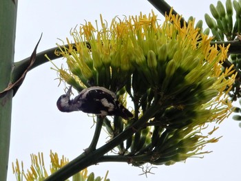 Tue, 6/30/2020 Birding report at Tel Aviv, Israel 