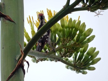 Syrian Woodpecker