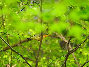 ソウシチョウ 段戸裏谷 2016年5月5日(木)