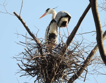 Grey Heron Nogawa Mon, 3/23/2020