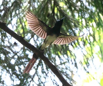 サンコウチョウ 東京都多摩地域 2020年6月29日(月)