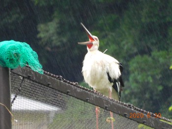 Oriental Stork 野田市 Tue, 6/30/2020