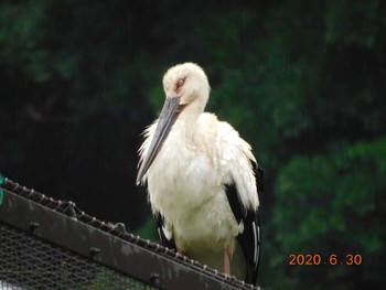 Oriental Stork 野田市 Tue, 6/30/2020