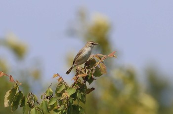 Zitting Cisticola 和歌山市 Mon, 6/29/2020