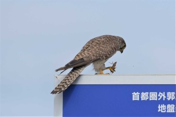 チョウゲンボウ 春日部市上金崎 2020年6月24日(水)