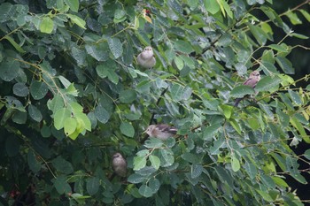 Chestnut-cheeked Starling 長野県（南信） Tue, 6/30/2020