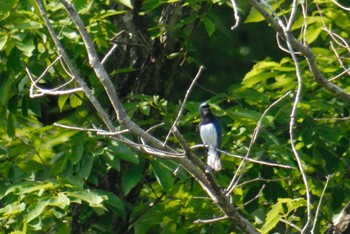 2020年6月9日(火) 四條畷市ビオトープ田原の里山の野鳥観察記録