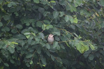 Chestnut-cheeked Starling 長野県（南信） Tue, 6/30/2020