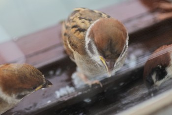 Eurasian Tree Sparrow 鎌倉 Tue, 6/30/2020