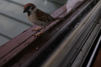 Eurasian Tree Sparrow 鎌倉 Tue, 6/30/2020