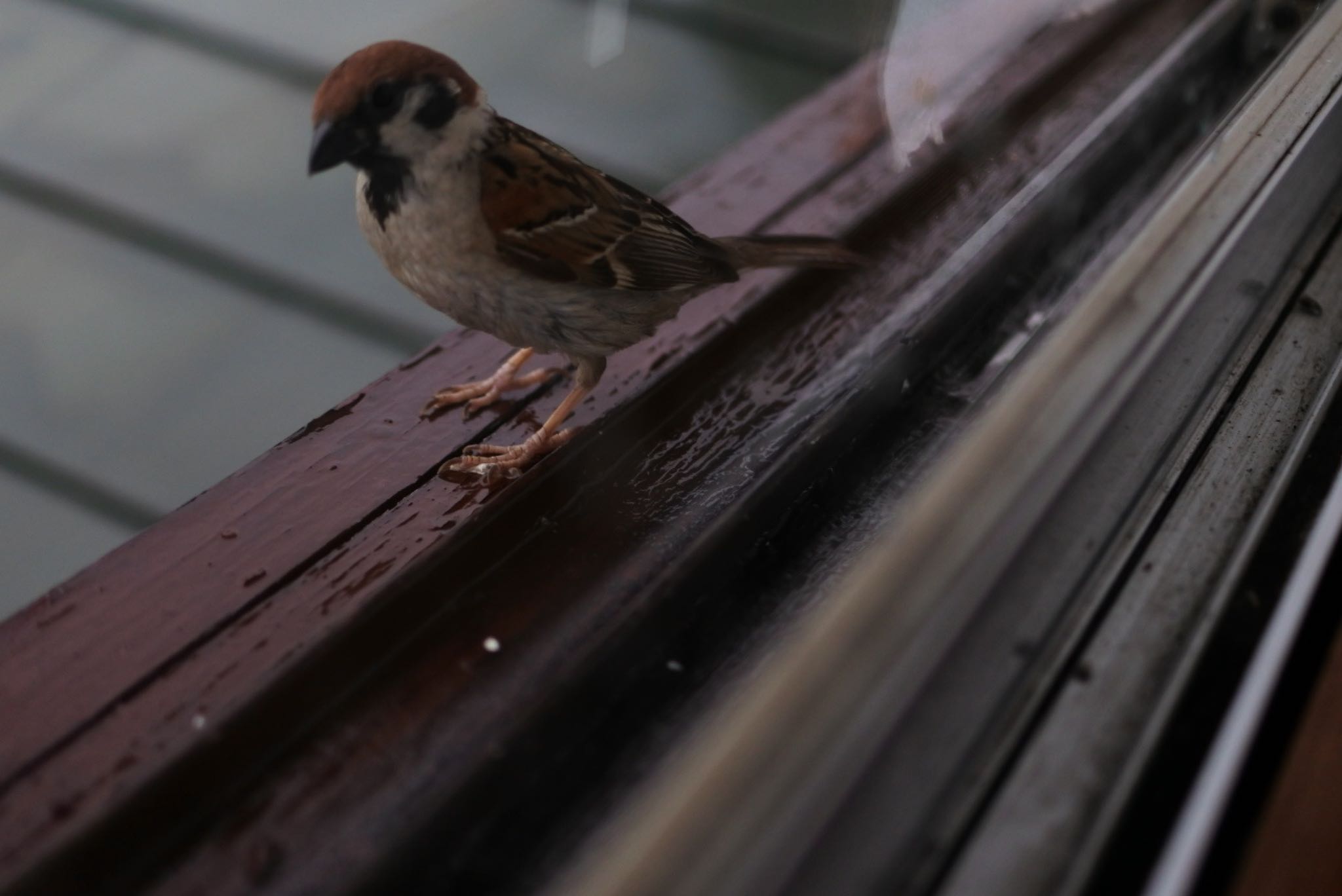 Photo of Eurasian Tree Sparrow at 鎌倉 by なにぬねの