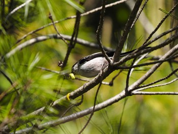 Long-tailed Tit Unknown Spots Thu, 5/5/2016