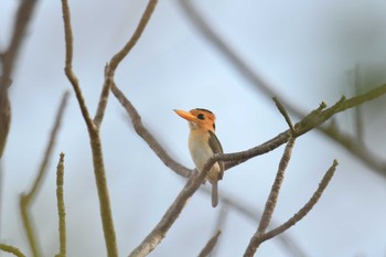 Yellow-billed Kingfisher Iron Range National Park Thu, 10/17/2019