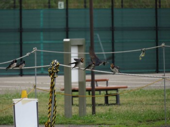 ツバメ 境川遊水地公園 2020年6月14日(日)