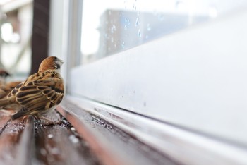 Eurasian Tree Sparrow 鎌倉 Wed, 7/1/2020