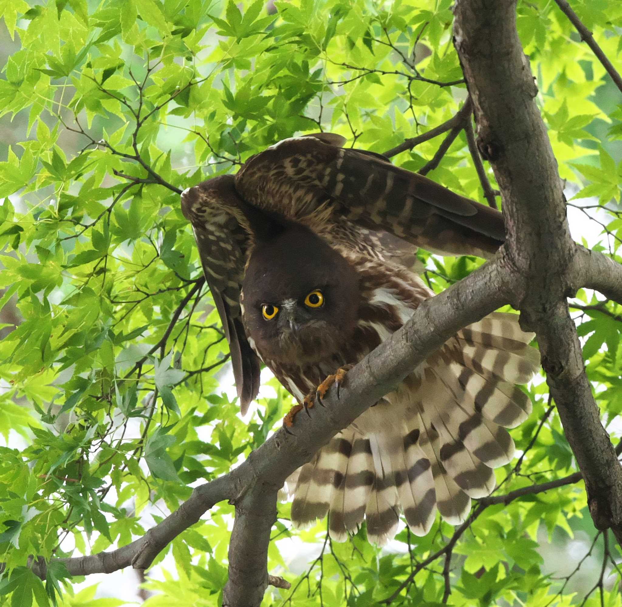 東京都多摩地域 アオバズクの写真 by アカウント3953