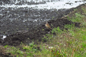 Chestnut-eared Bunting 宮城県登米市 Mon, 5/2/2016