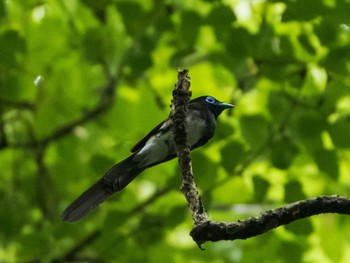 2020年6月27日(土) 八王子城跡の野鳥観察記録