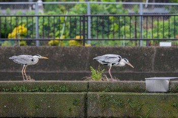 アオサギ 金井遊水地(金井遊水池) 2020年7月1日(水)