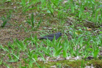 Grey Bunting 平筒沼(宮城県登米市) Fri, 5/6/2016