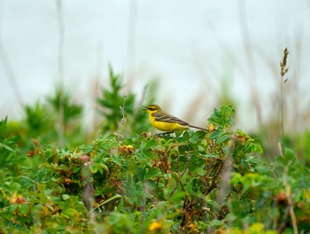 Eastern Yellow Wagtail 北海道 Sat, 7/13/2019