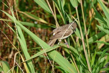 Oriental Reed Warbler Kasai Rinkai Park Thu, 7/2/2020